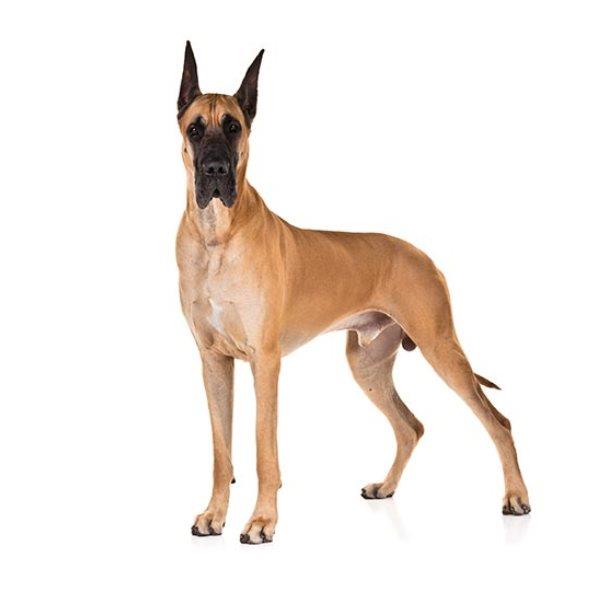 Great Dane