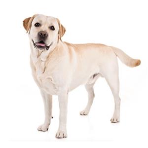 Labrador 