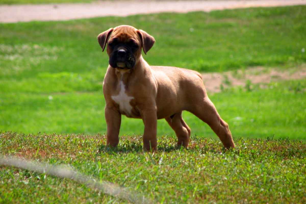 american boxer puppy