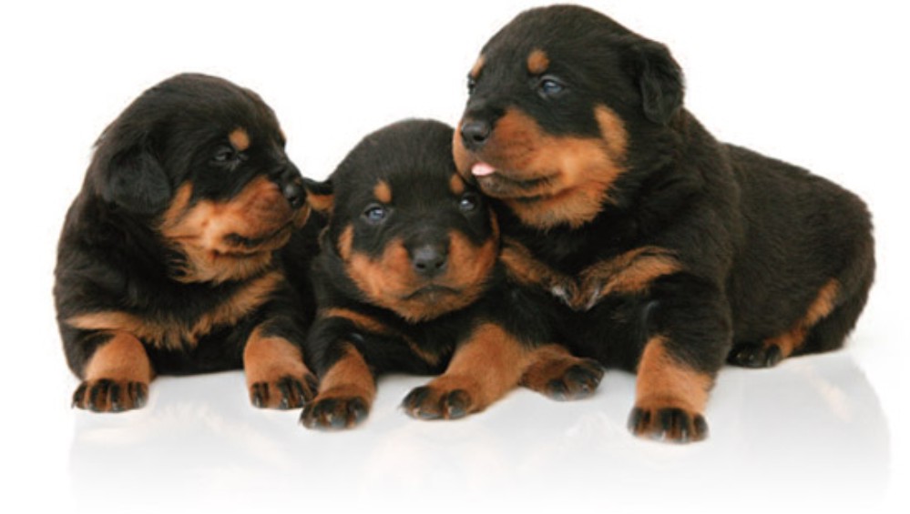 Rottweiler Puppies For Adoption | Dog Bazar