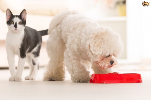 Keep your dog away from the cat food